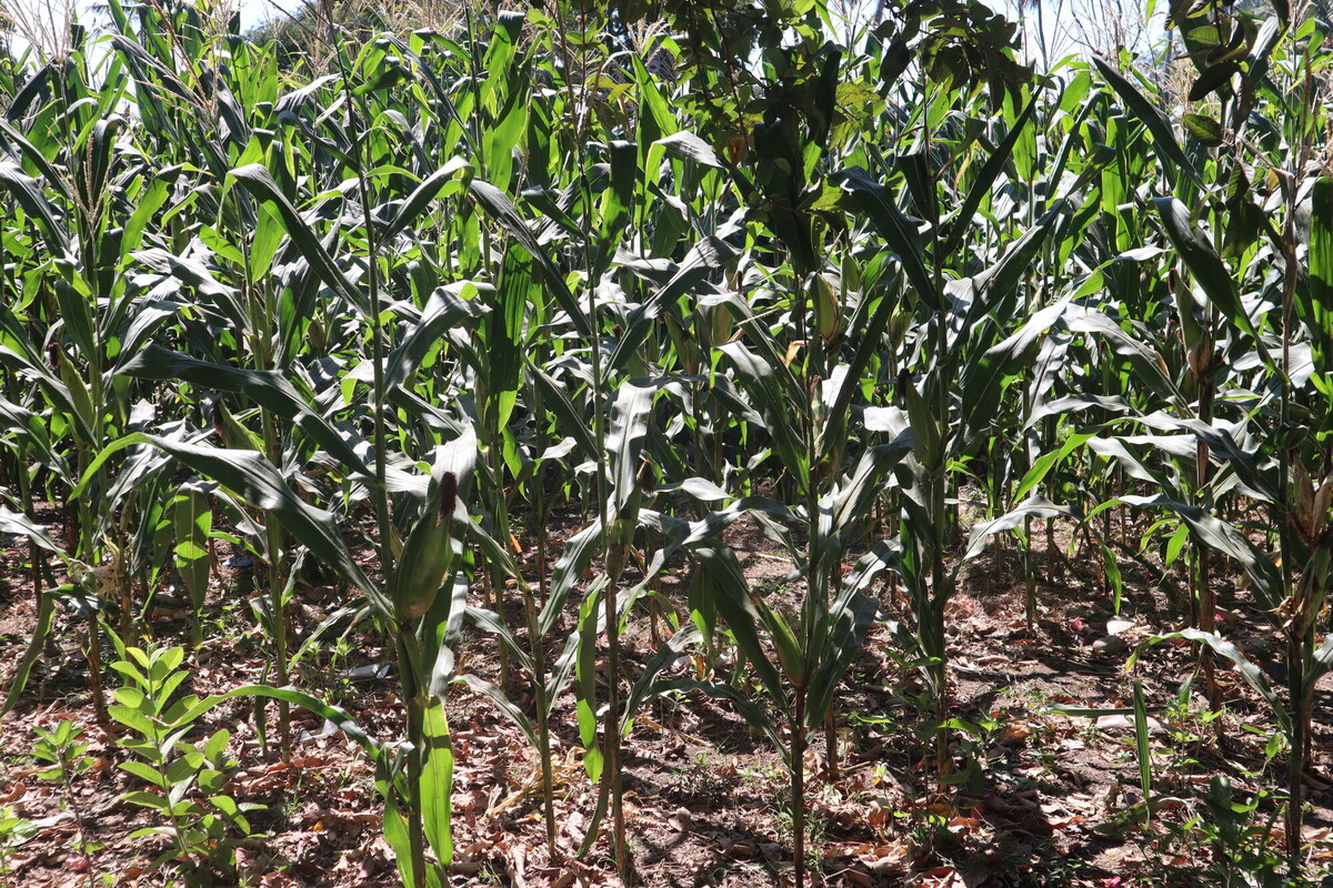 A dense area of tall, green corn plants growing outdoors under the sunlight. The ground is covered with dry leaves and patches of bare soil. In the background, leafy trees are visible, suggesting a thriving agricultural environment. A dense area of tall, green corn plants growing outdoors under the sunlight. The ground is covered with dry leaves and patches of bare soil. In the background, leafy trees are visible, suggesting a thriving agricultural environment.