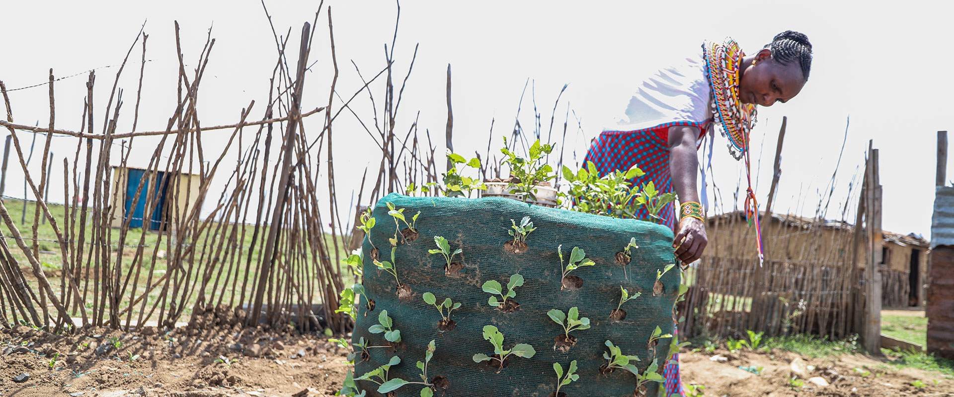 Janet Lemerimuk, dressedn in traditional attire tends to a vertical garden made of green mesh, with various plants growing from it. The garden is located outdoors, next to a fence made of wooden sticks. Huts and a rural landscape are visible in the background.